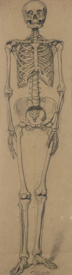 Anatomy Drawing Skeleton