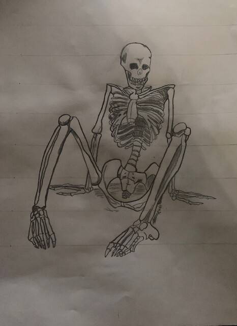 Animal Skeleton Drawing