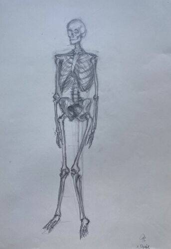 Appendicular Skeleton Drawing