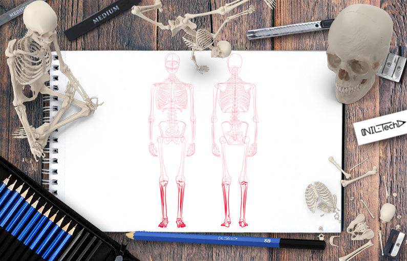 Axial Skeleton Easy Drawing