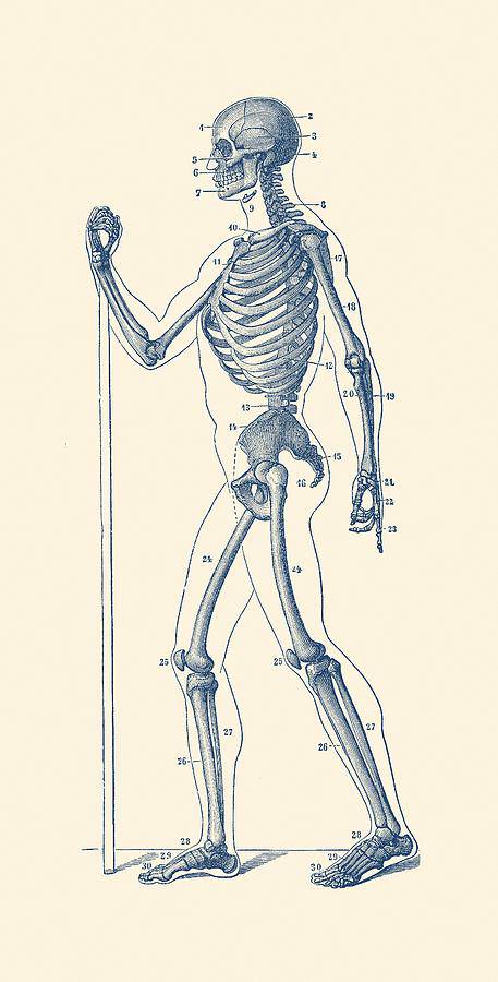 Body Bones Drawing