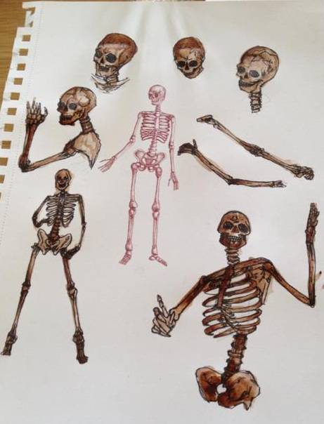 Bones In Human Body Drawing