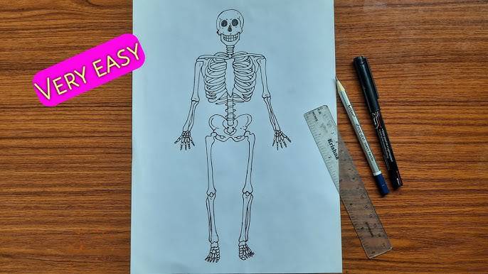 Cartoon Bones Drawing