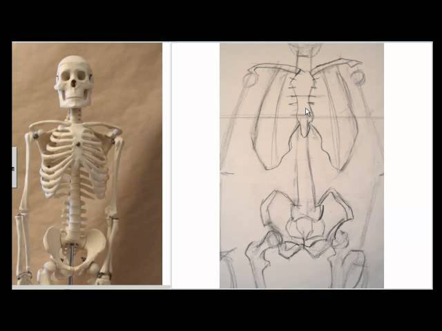 Creative Skeleton Drawing Art