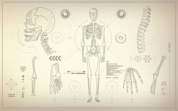 Cute Cartoon Skeleton Drawing