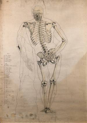 Da Vinci Skeleton