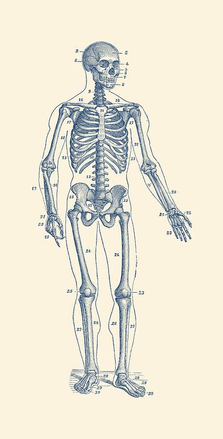 Deer Skeleton Drawing