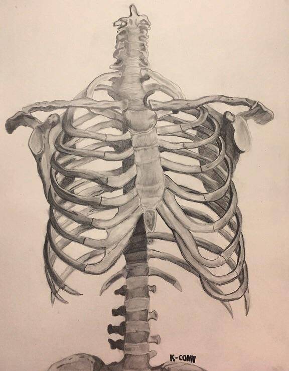 Detailed Skeleton Drawing