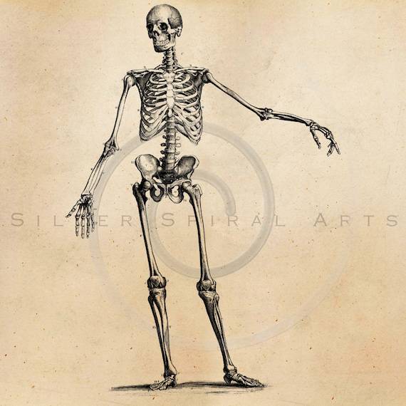 Draw A Human Skeletal System