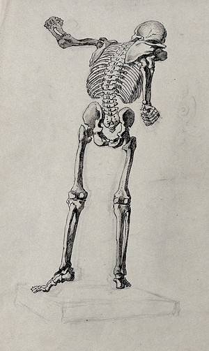 Draw A Skeletal System