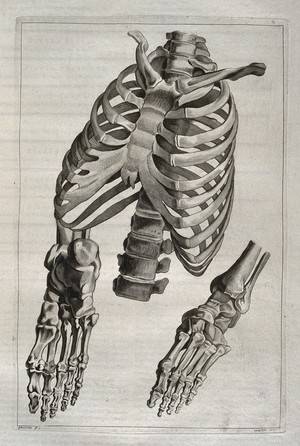 Drawing Of Bones In Hand