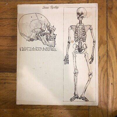 Drawing Of Human Skeletal System