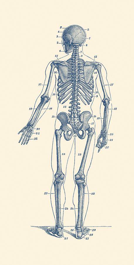 Easy How To Draw Skeleton