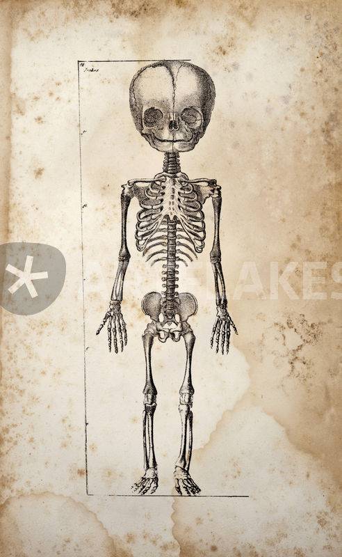 Scary Skeleton Drawing