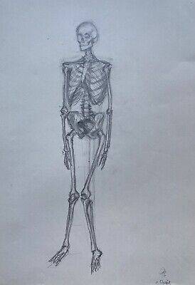 Skeleton Art Drawing