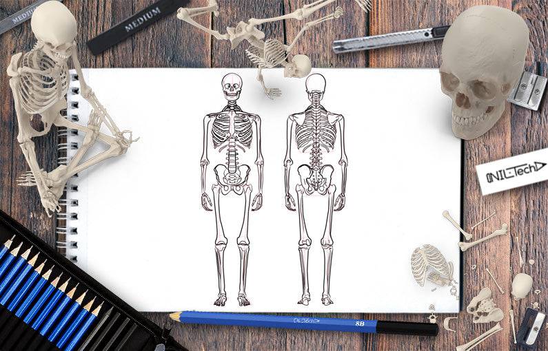 Skeleton Hand Drawing Easy