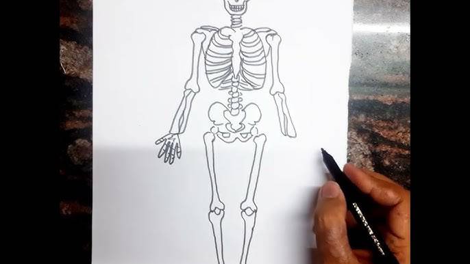 Skeleton Picture Drawing